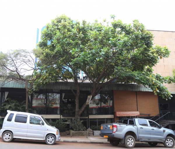 Erythrina indica photo 4