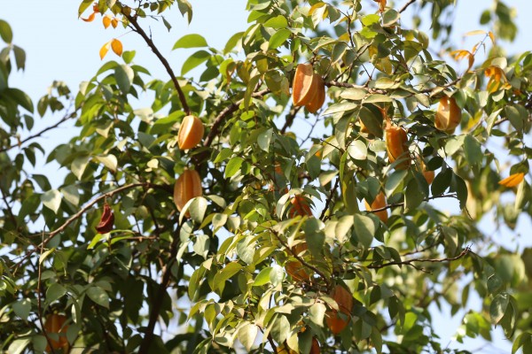 Averrhoa carambola - Flowers