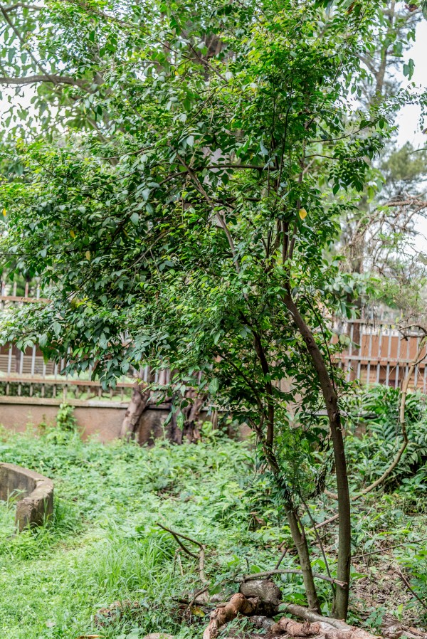 Averrhoa carambola - Whole tree