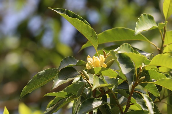 Magnolia champaca - Flowers