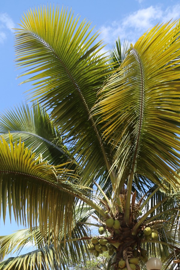 Cocos nucifera photo 3