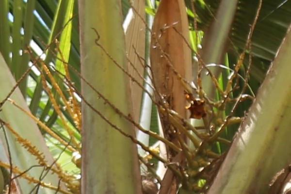 Cocos nucifera photo 5