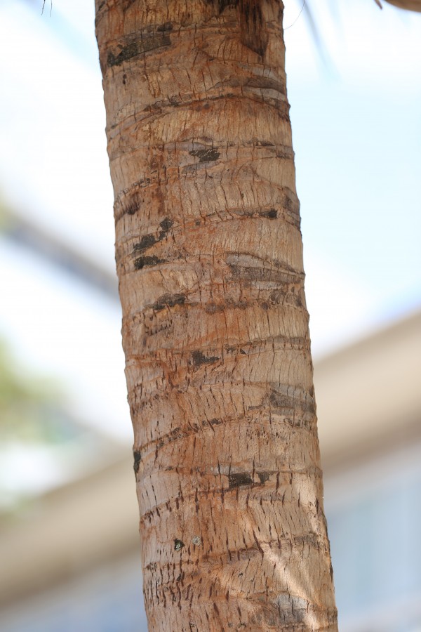 Cocos nucifera photo 4