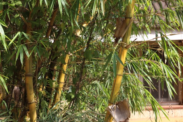 Bambusa vulgaris photo 4