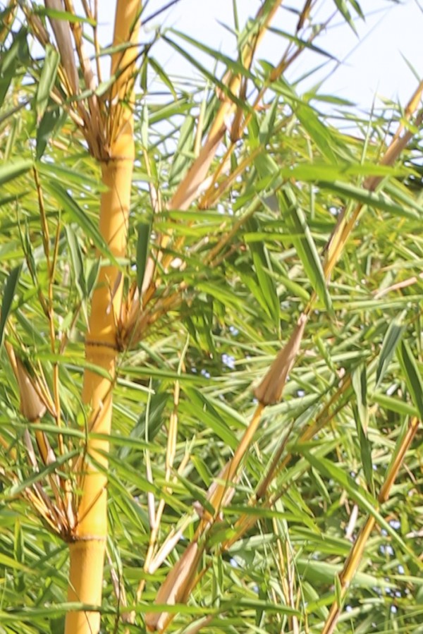 Bambusa vulgaris photo 2
