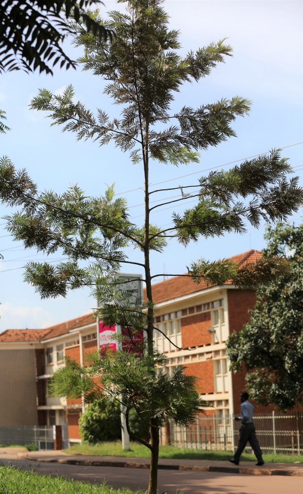 Grevillea robusta photo 2