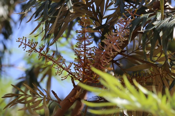 Grevillea robusta photo 4