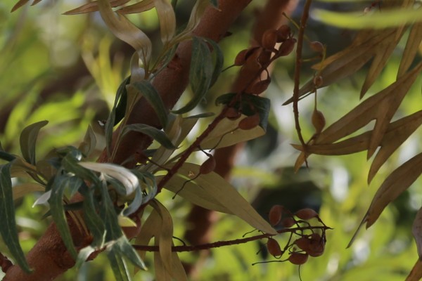 Grevillea robusta photo 5