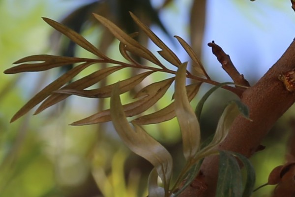 Grevillea robusta photo 6
