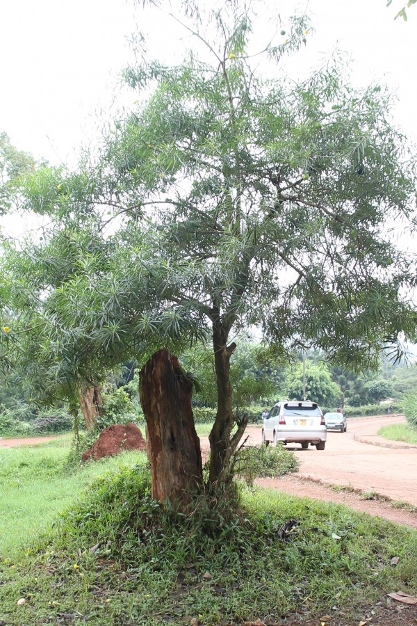 Thevetia peruviana photo 2