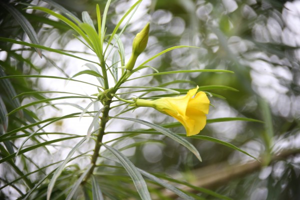 Thevetia peruviana photo 6