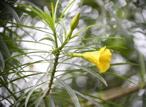 Thevetia peruviana photo 7