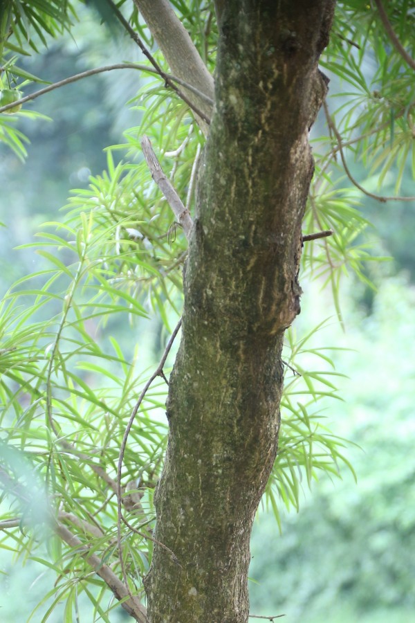 Thevetia peruviana photo 3