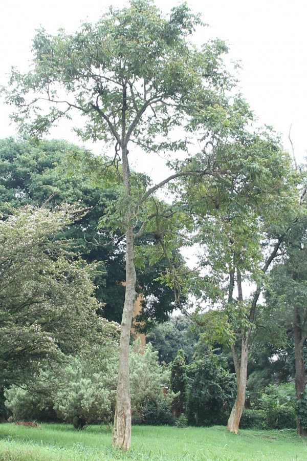 Spathodea campanulata (S. nilotica) - Bark