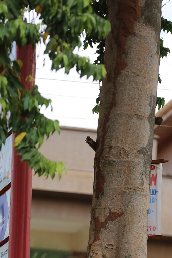 Cananga odorata photo 2