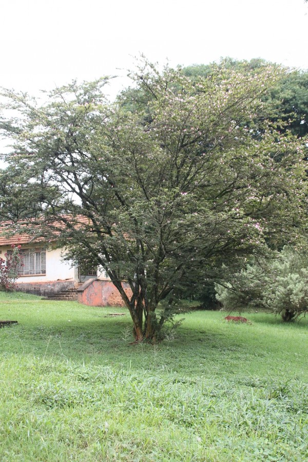 Calliandra surinamensis photo 2