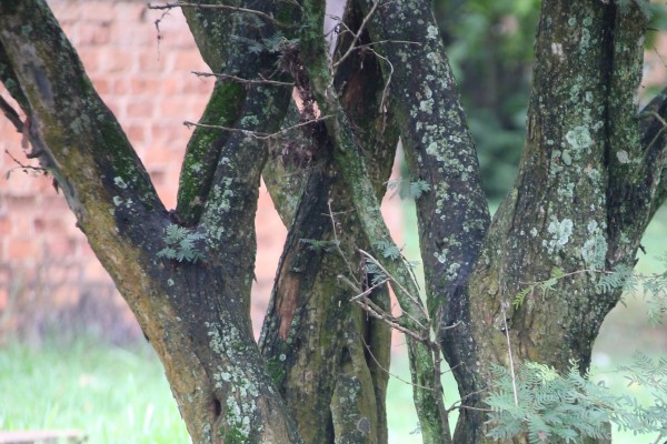 Calliandra surinamensis photo 3