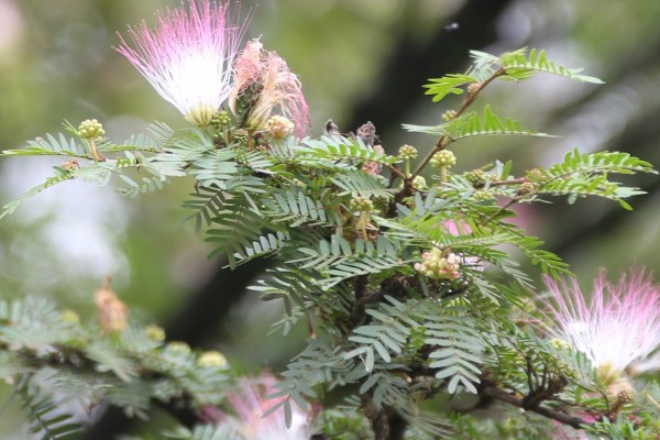 Calliandra surinamensis photo 4