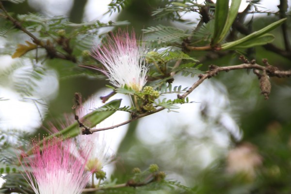 Calliandra surinamensis photo 5