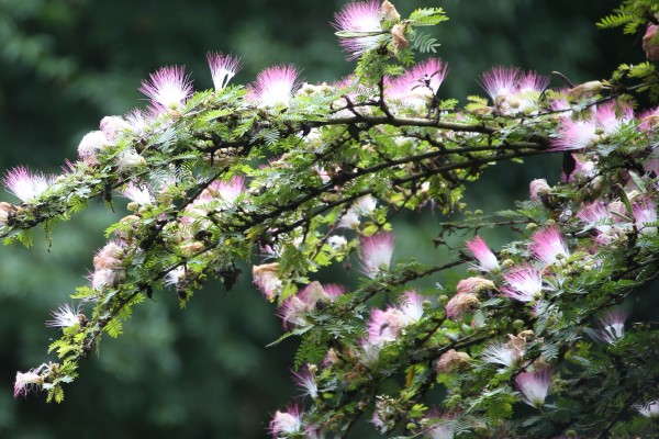 Calliandra surinamensis photo 6
