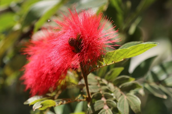 Calliandra haematocephala photo 3