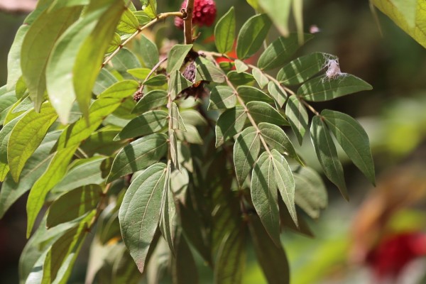 Calliandra haematocephala photo 5