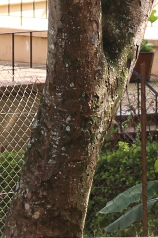 Cassia roxburghii photo 3