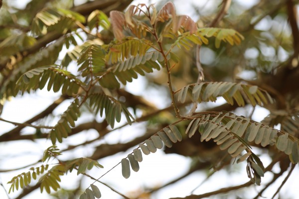 Cassia roxburghii photo 4