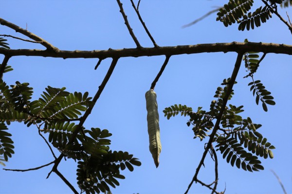 Cassia roxburghii photo 6