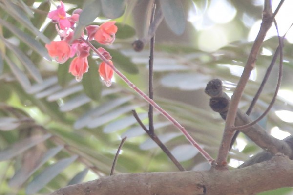 Cassia roxburghii photo 5