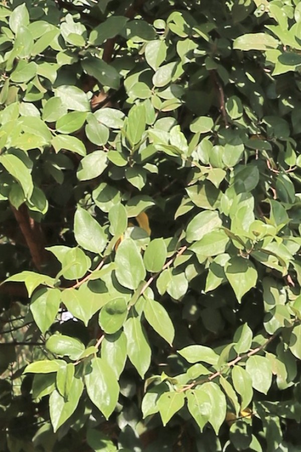 Ficus exasperata photo 5