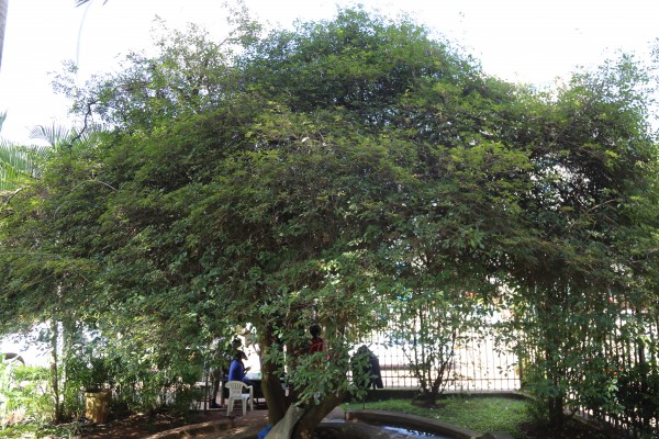 Hamelia patens photo 2