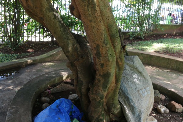 Hamelia patens photo 3