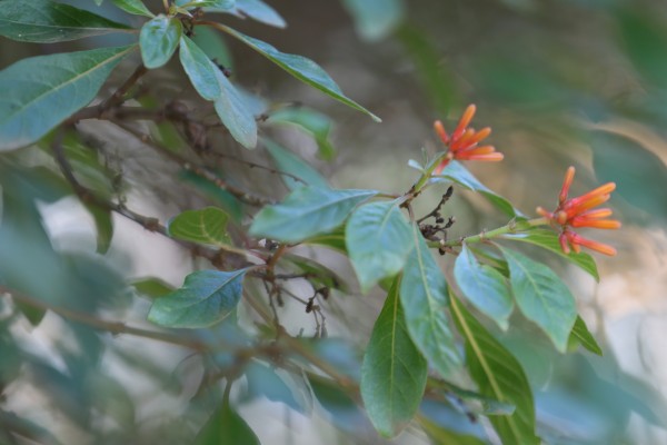 Hamelia patens photo 4