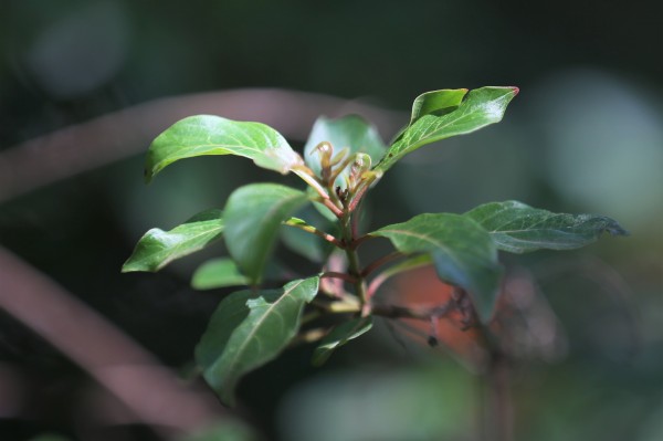 Hamelia patens photo 5