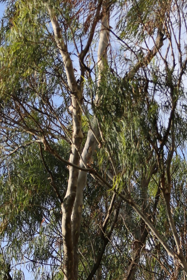 Eucalyptus saligna photo 2