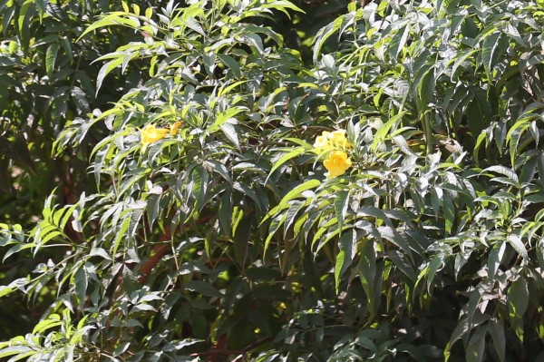 Tecoma stans - Flowers