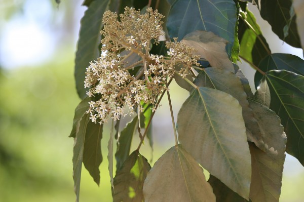 Aleurites moluccana - Bark