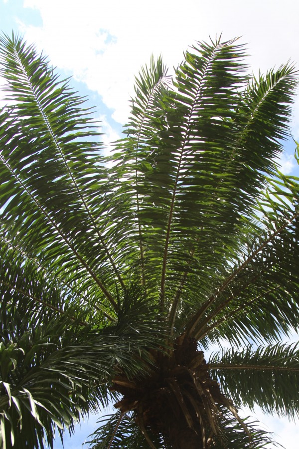 Elaeis guneensis photo 2