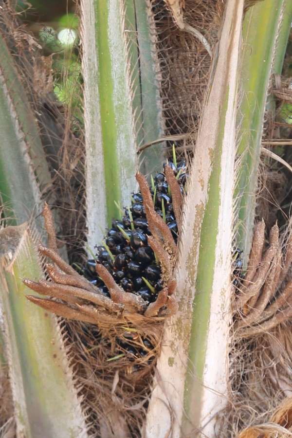 Elaeis guneensis photo 3