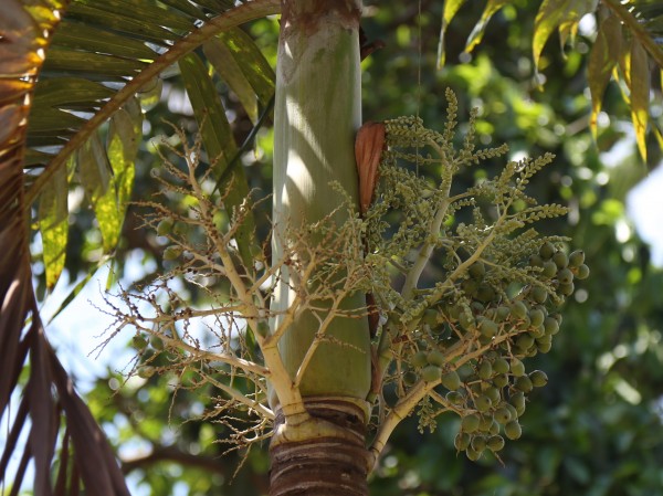 Veitchia merrillii photo 4