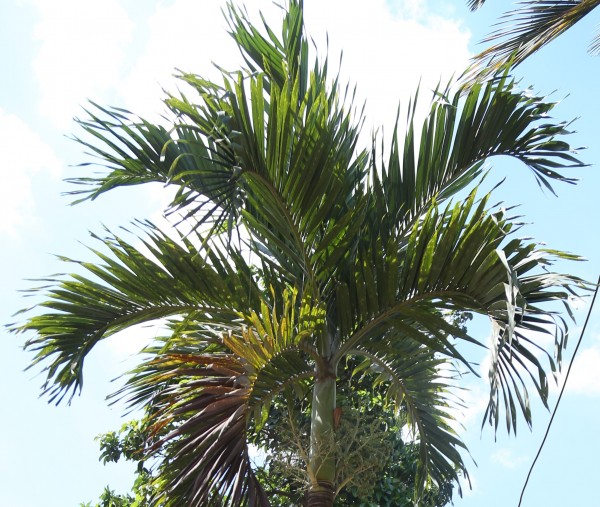 Veitchia merrillii photo 5