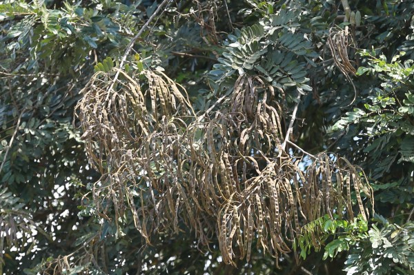 Senna siamea (Cassia siamea) photo 2