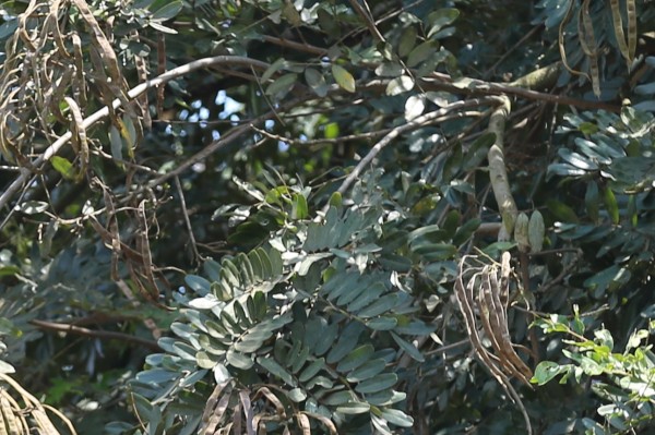 Senna siamea (Cassia siamea) photo 3