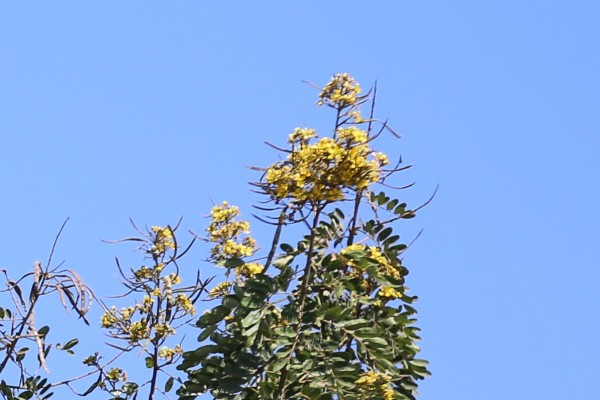 Senna siamea (Cassia siamea) photo 5