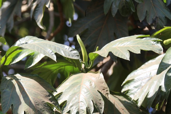 Artocarpus altilis photo 3
