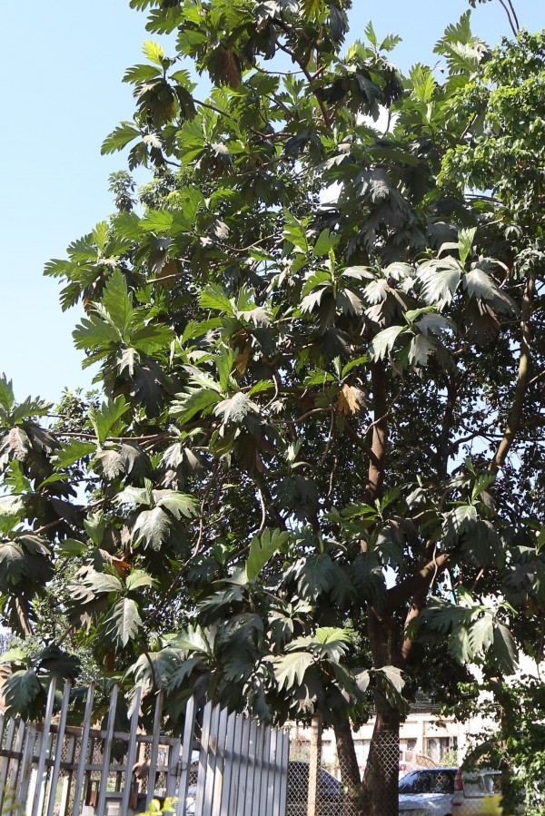 Artocarpus altilis photo 4