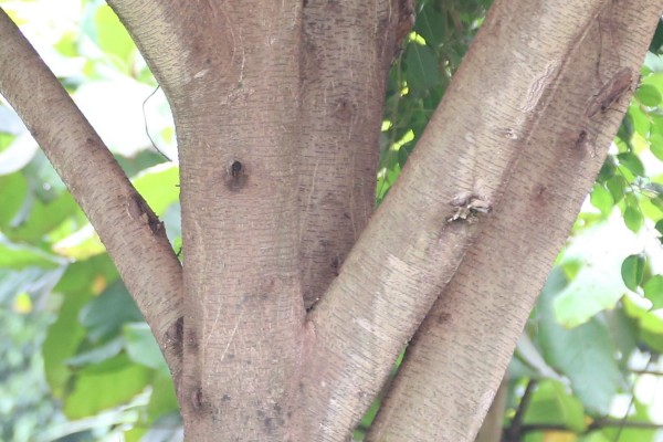 Ficus benjamina - Bark