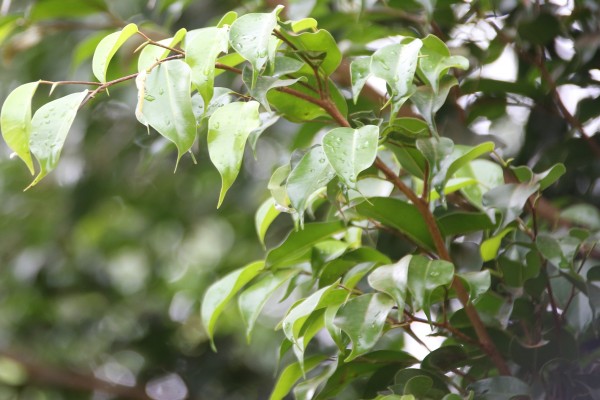 Ficus benjamina - Leaves