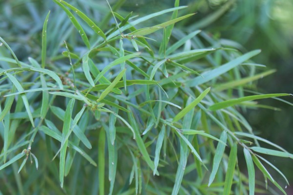 Podocarpus macrophyllus - Leaves